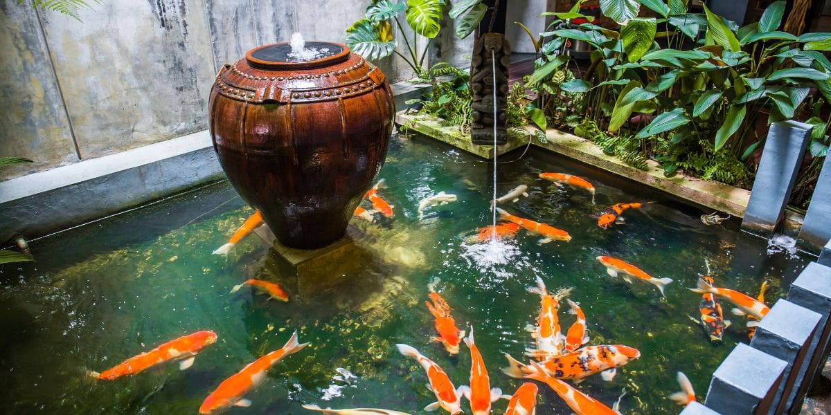 koi pond overpopulated