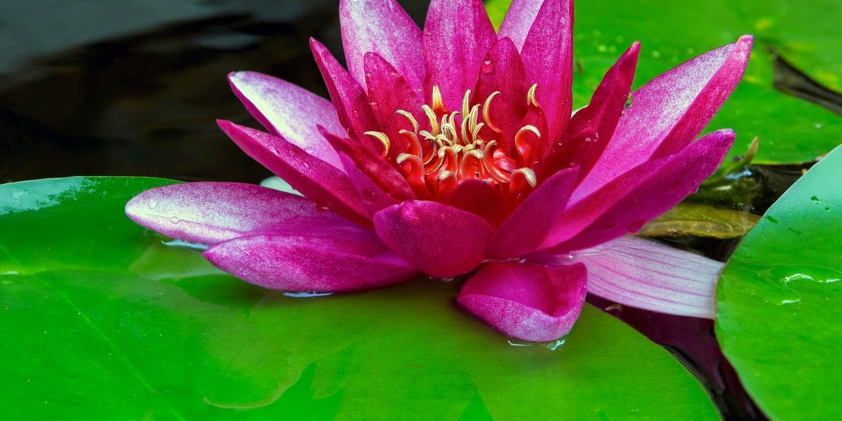 lotus flower