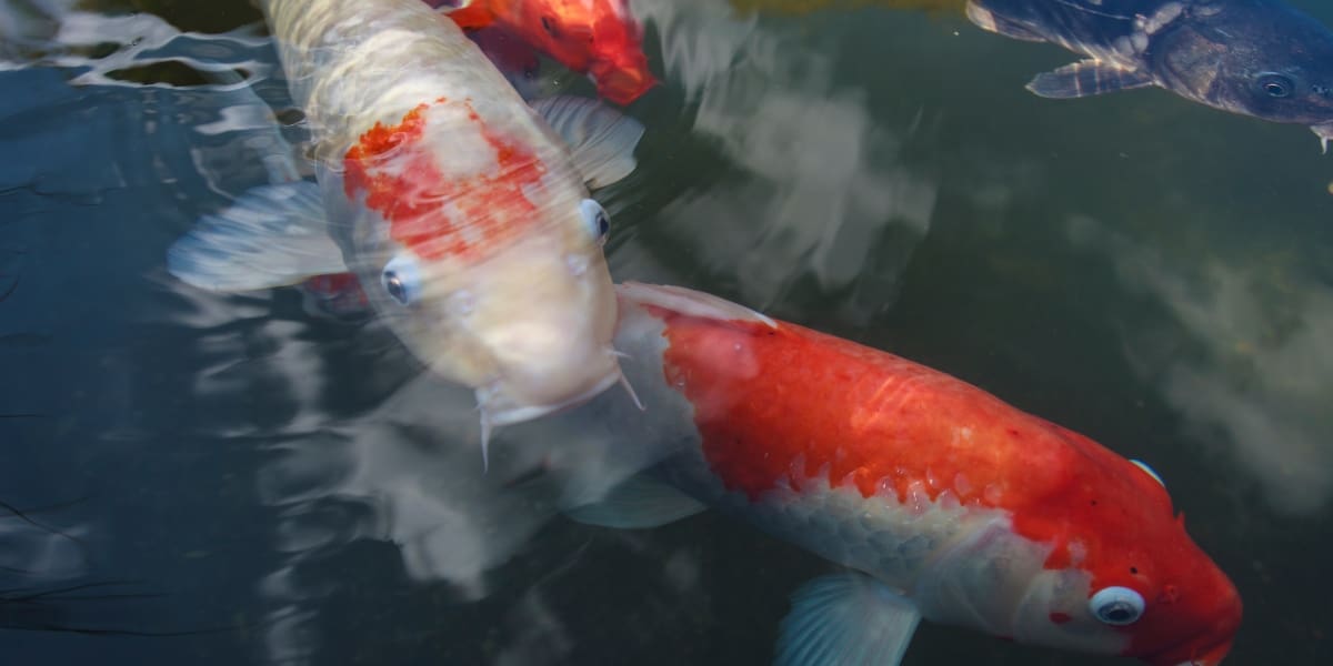 pair of koi