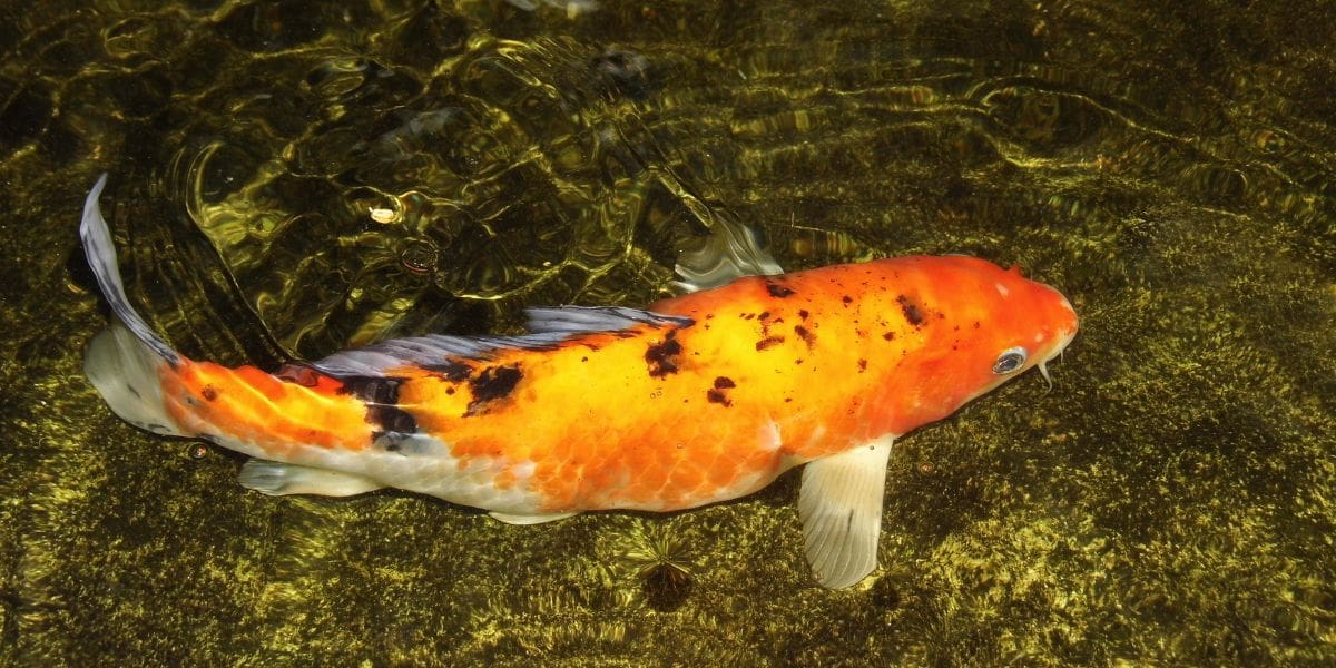 spotted koi