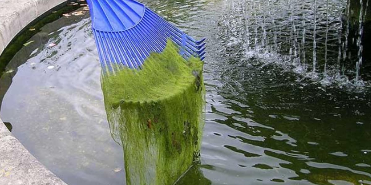 removing string algae