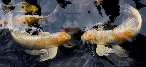 two yellow and white butterfly koi