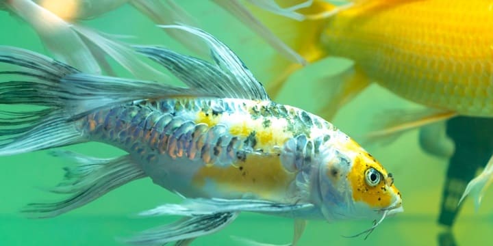 where to buy butterfly koi