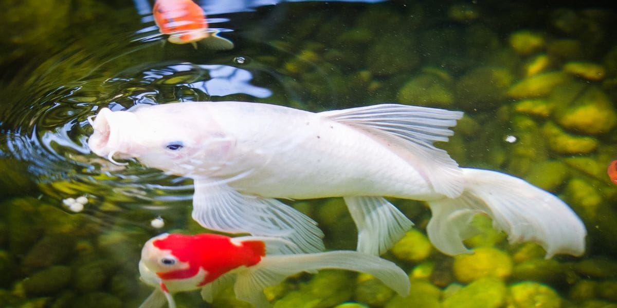 white butterfly koi