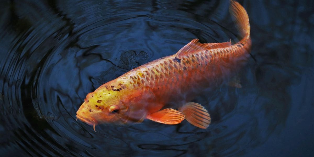 beautiful bali koi