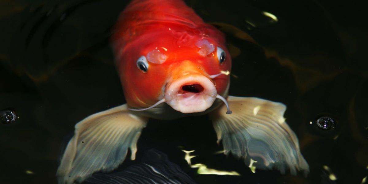 pretty bali koi fish