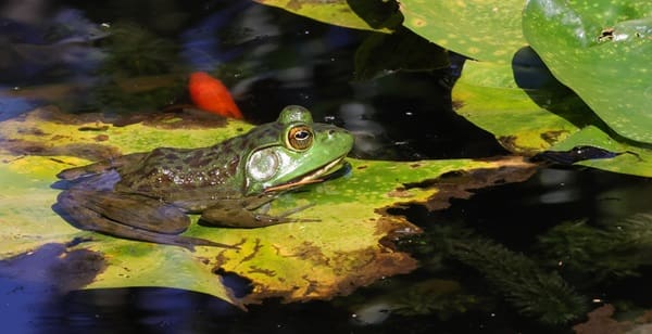 How to Effectively Remove Frogs from Your Koi Pond