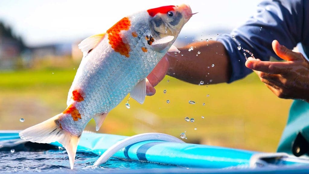 Can Koi Jump Out of a Pond