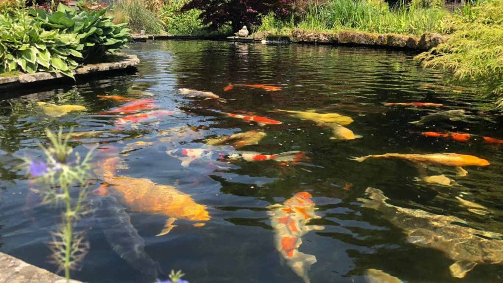 How Big Do Koi Get in a Pond