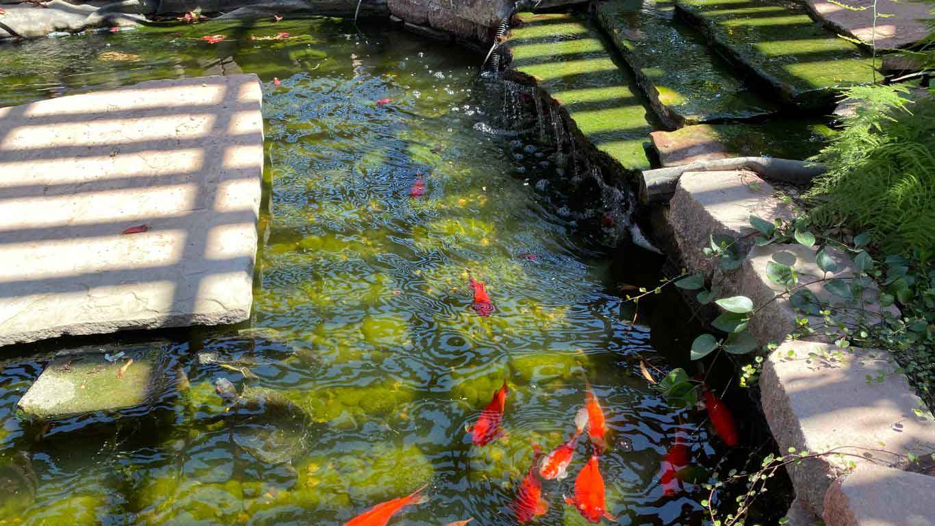 How Big Do Koi Get in a Pond