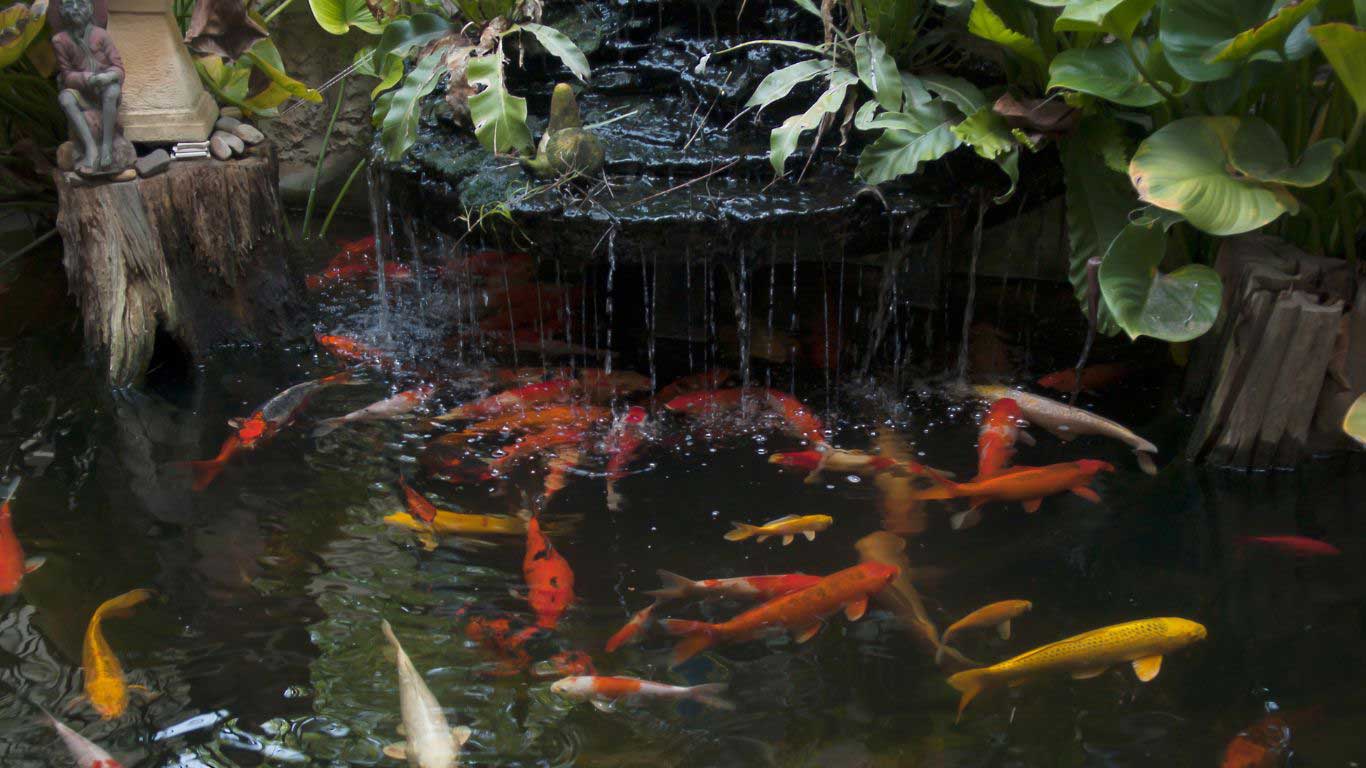 How Often Should I Clean My Koi Pond Filter