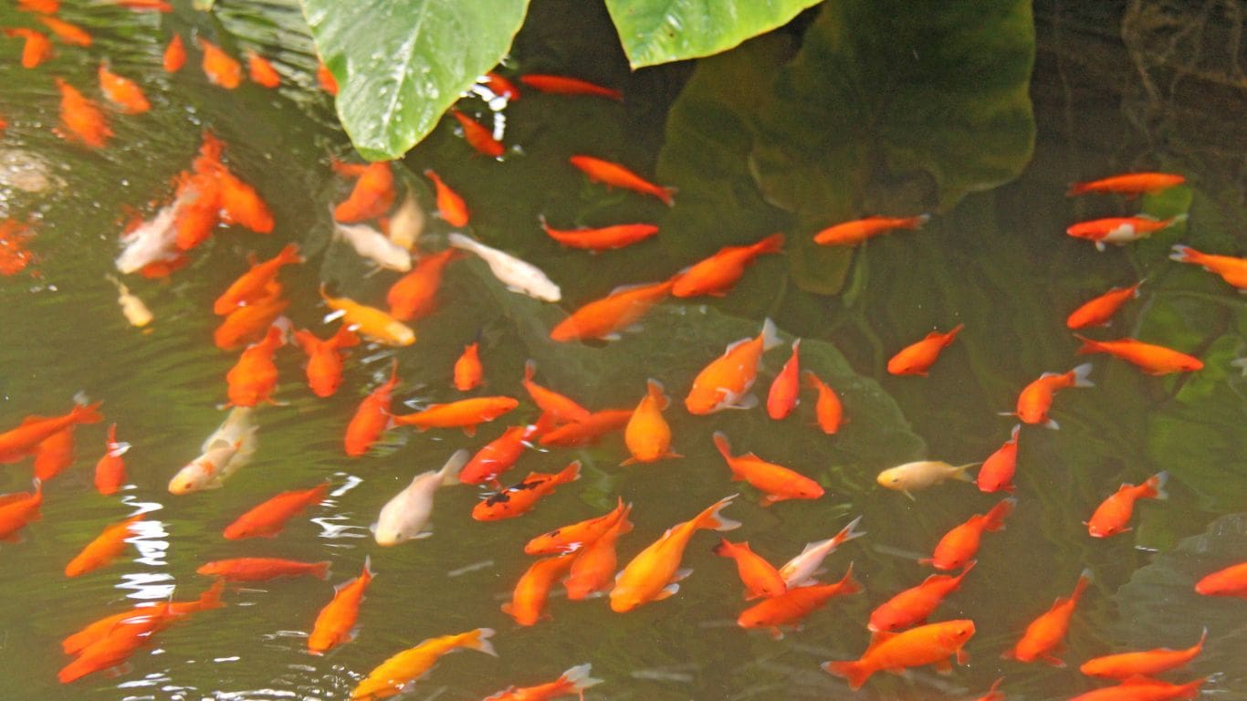 How Often Should I Clean My Koi Pond Filter