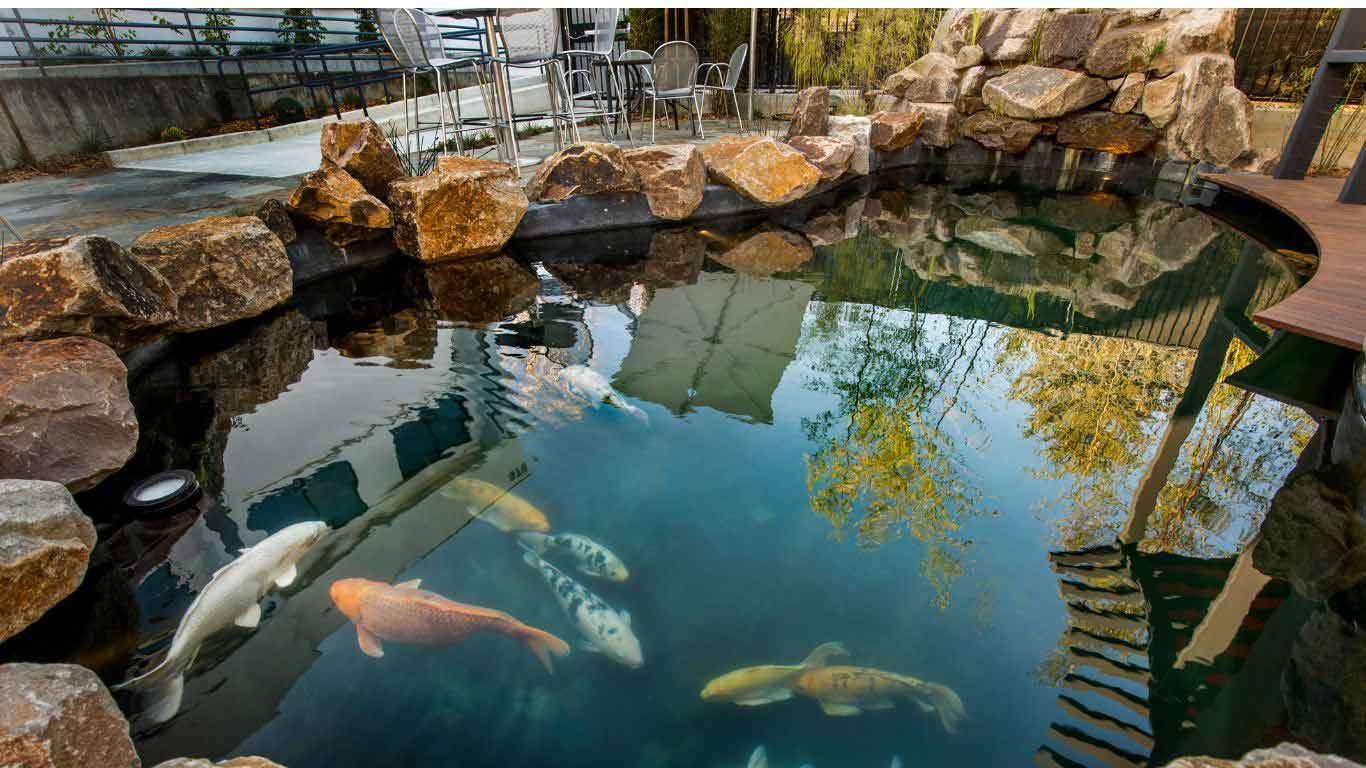 koi fish pond