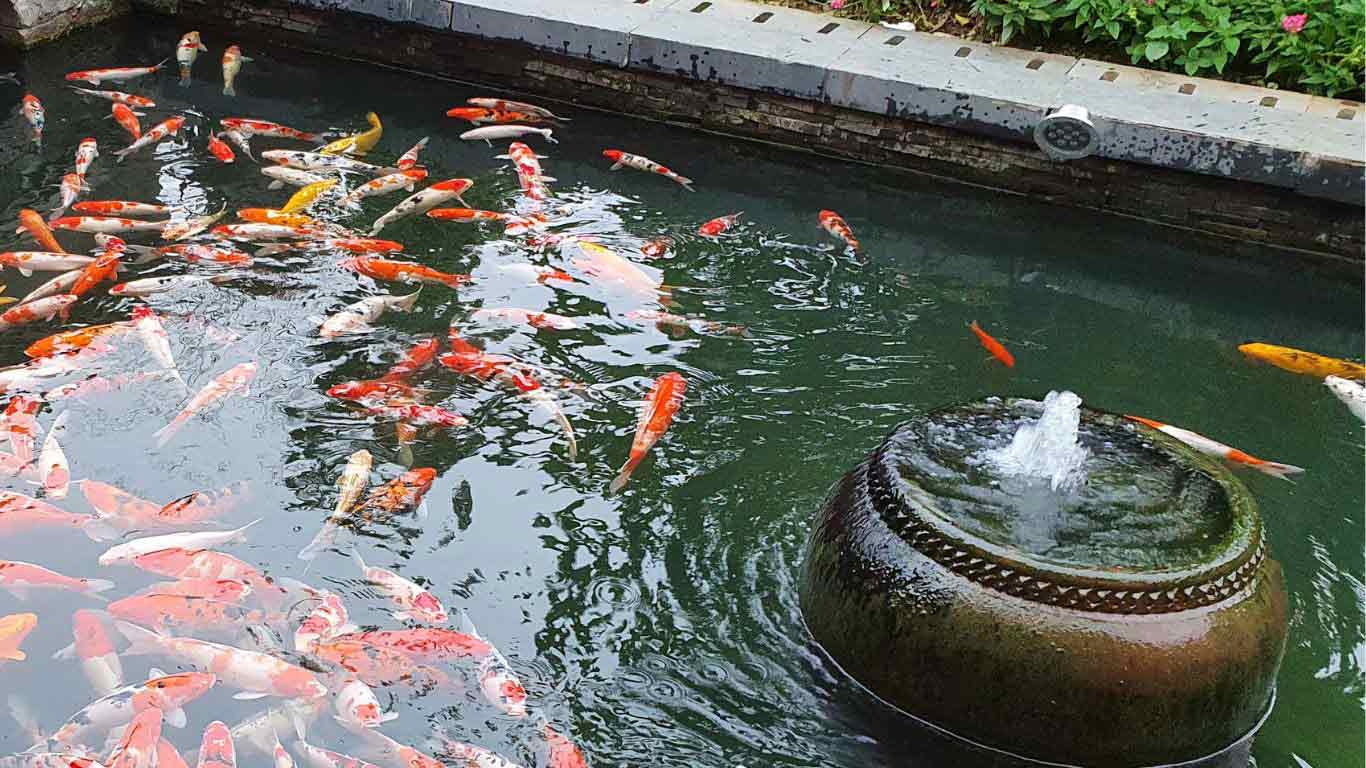 Koi pond