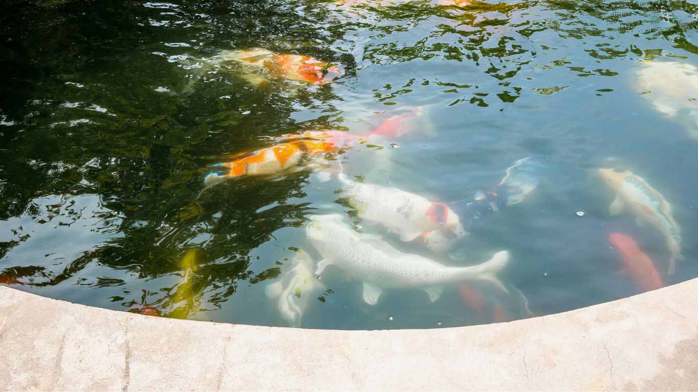 How to Build a Cement Koi Pond StepbyStep Guide