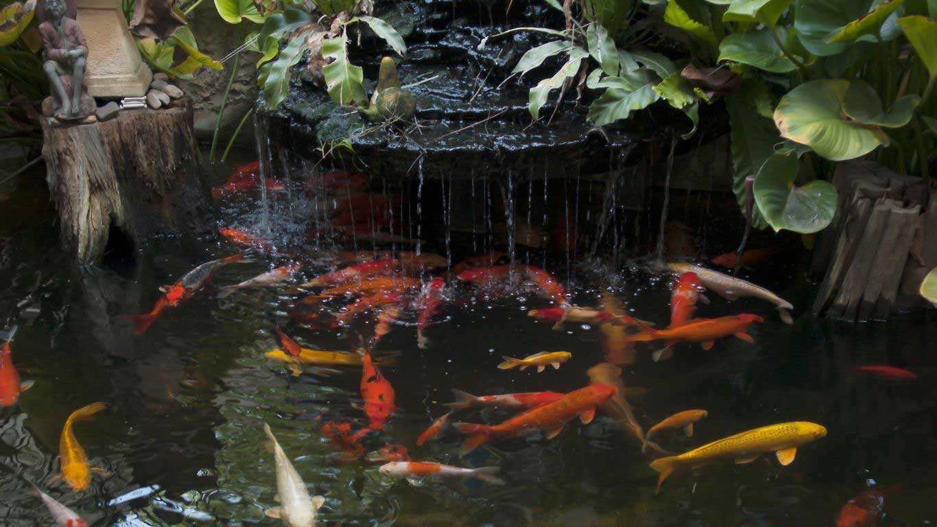 how to build koi pond