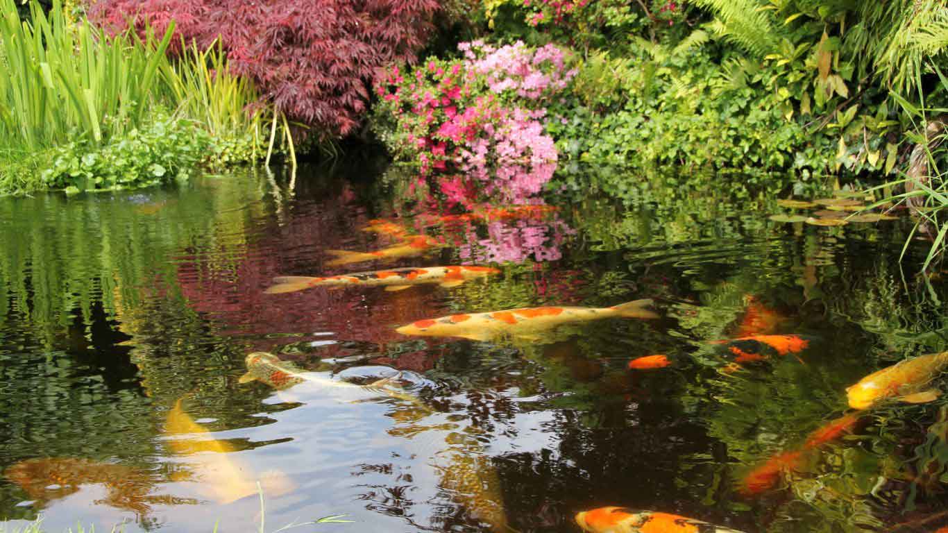 Does a Koi Pond Add Value to a House