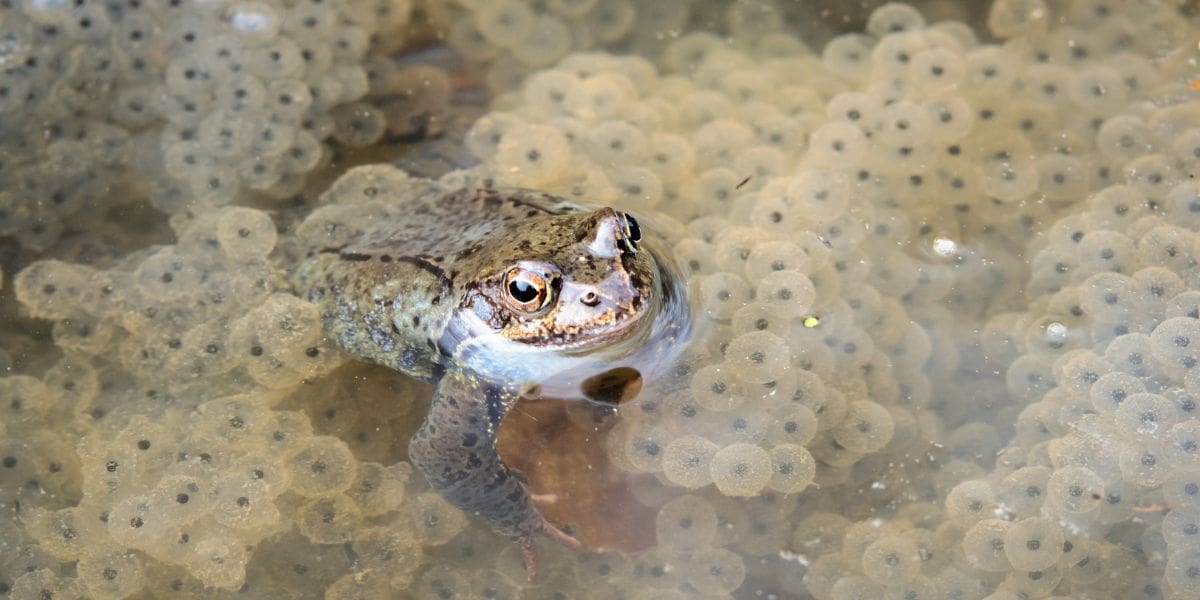 frogs can have a lot of babies