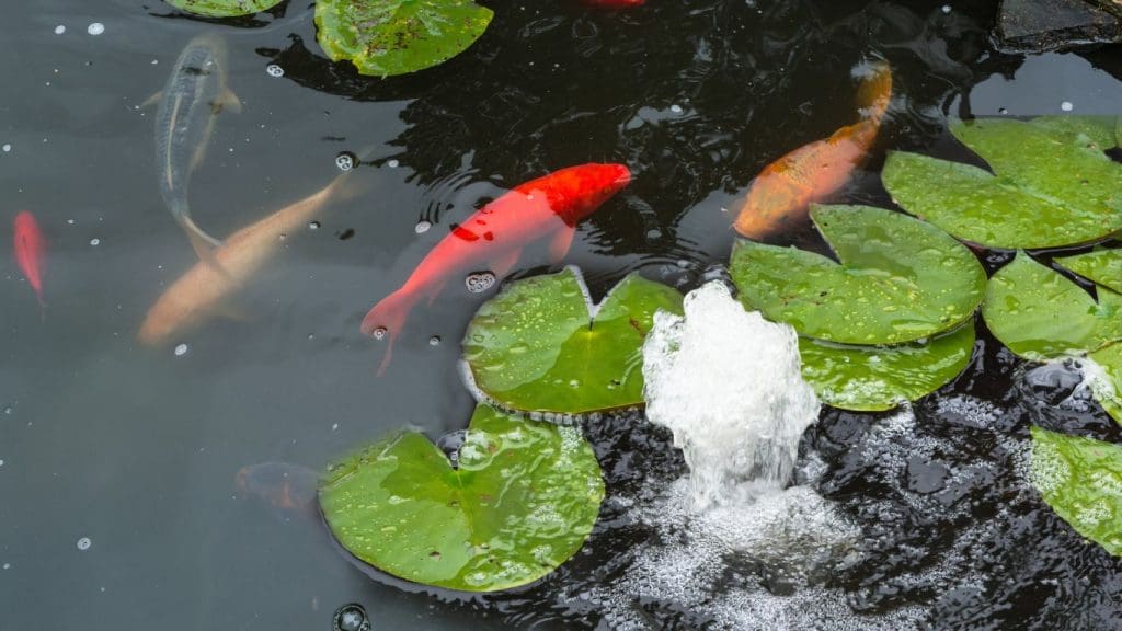 Adding a Fountain to Your Koi Pond