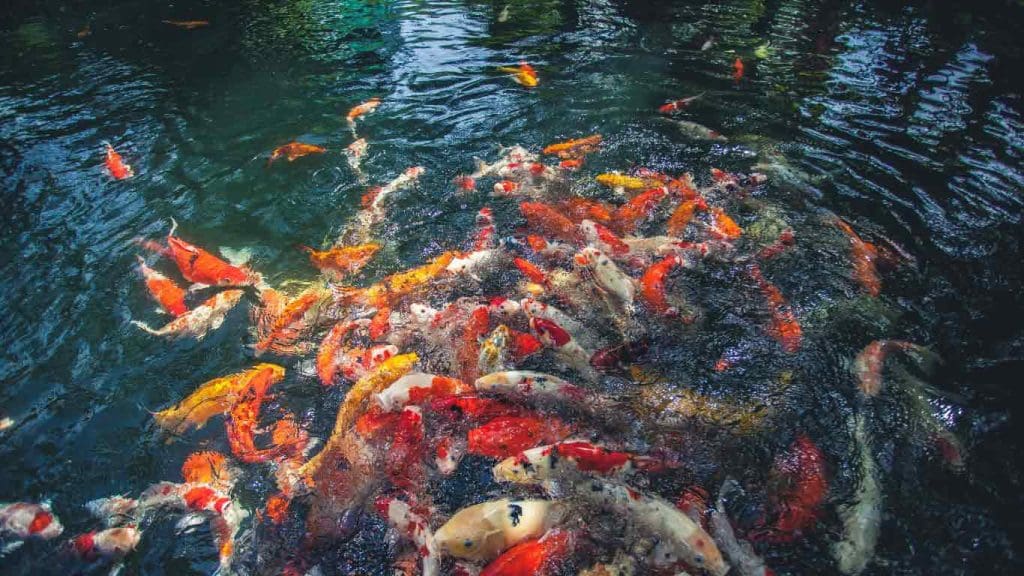 Are Koi Fish Good for Ponds