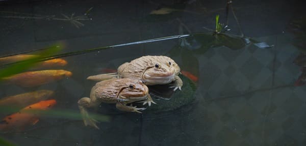 frogs in a koi pond