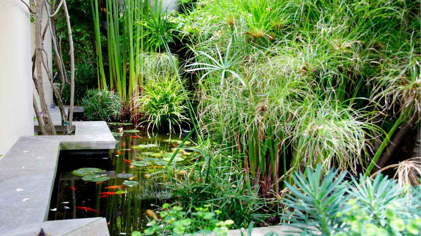 Does a Koi Pond Add Value to a House