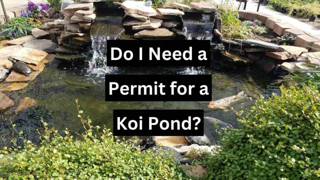 Do I Need a Permit for a Koi Pond