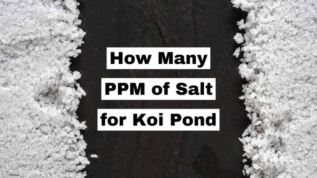 How Many PPM of Salt for Koi Pond