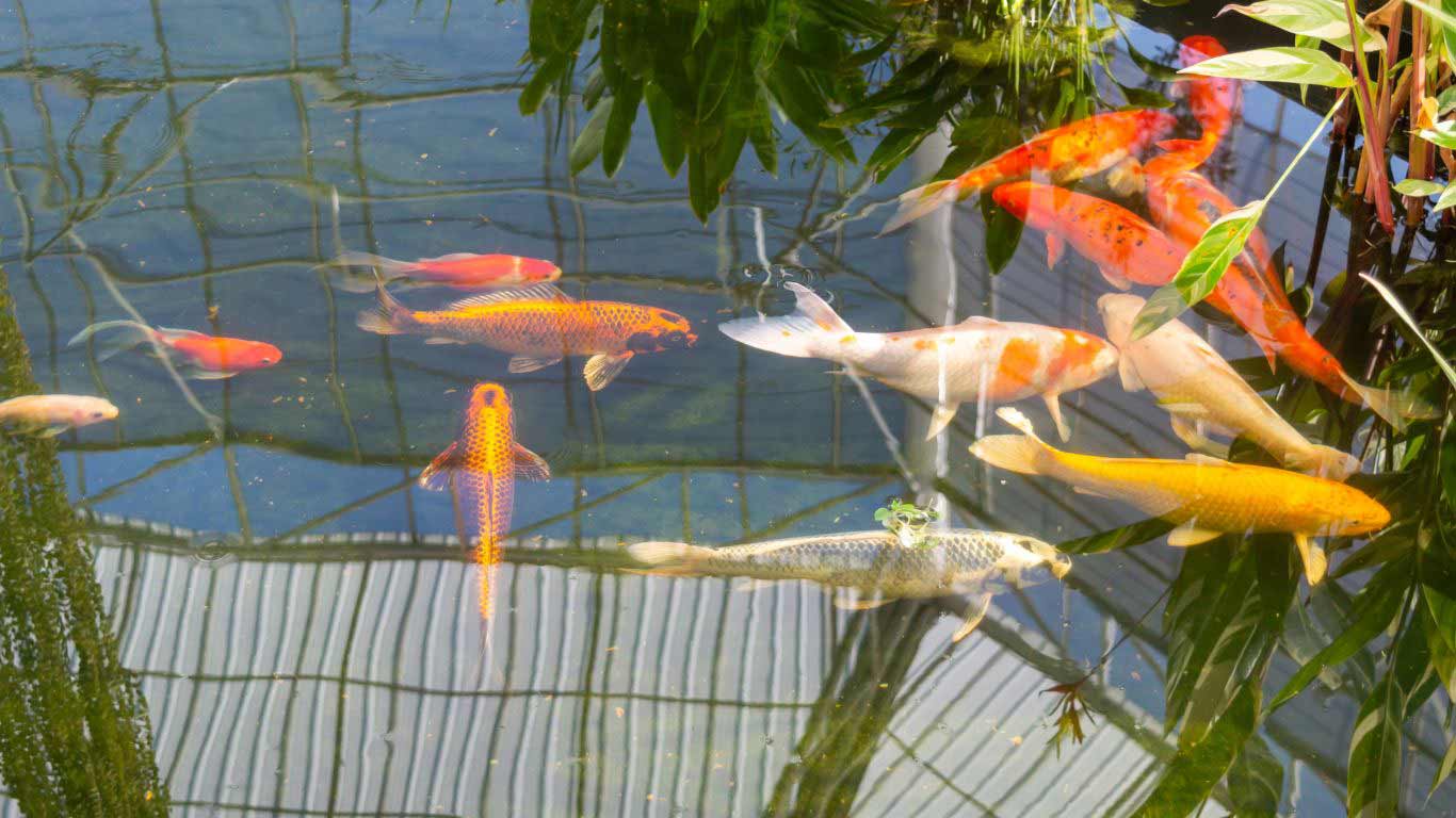 "How to Shade a Koi Pond Expert Tips for Maintaining Ideal Water Quality"