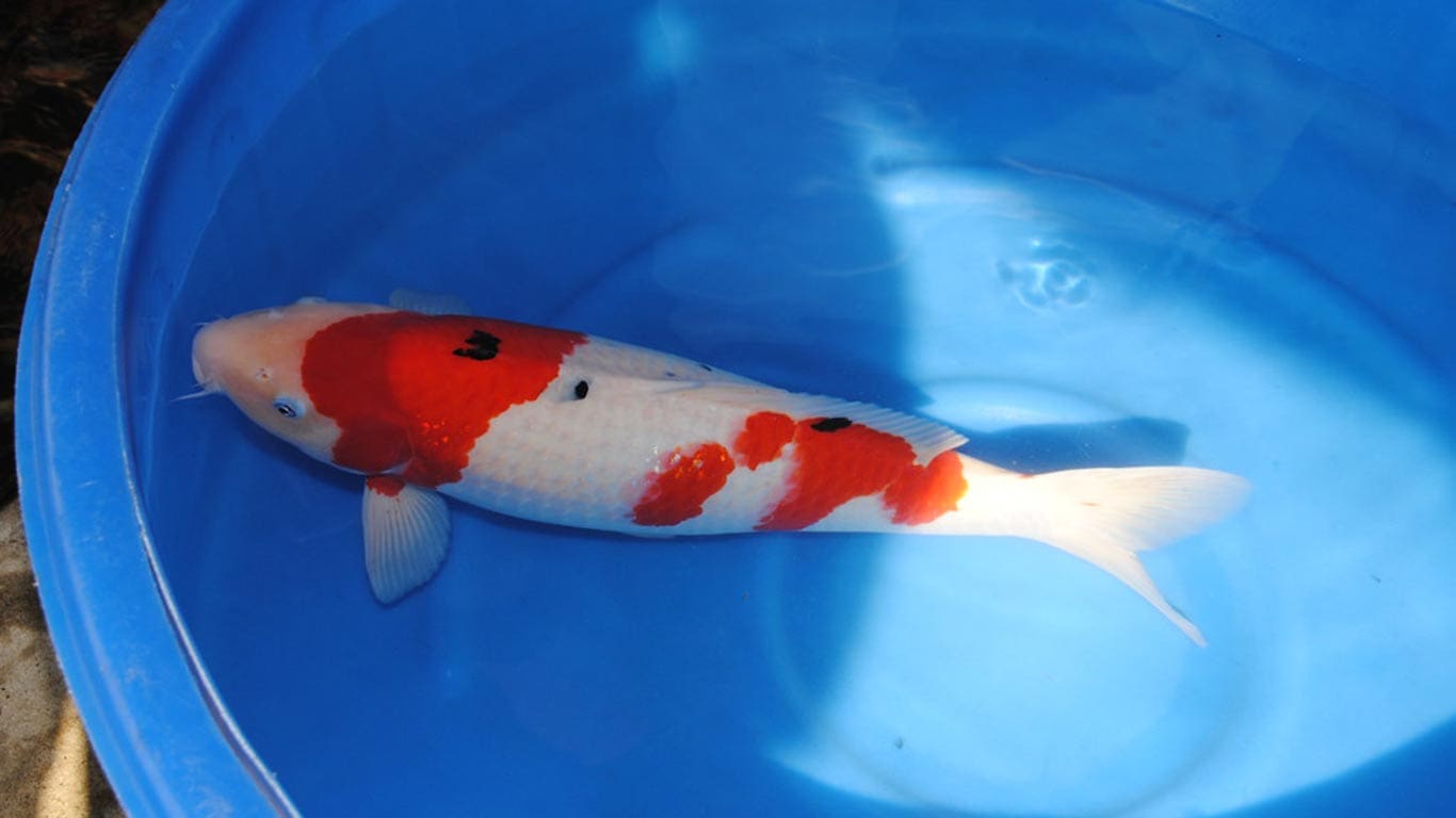 Sanke Koi