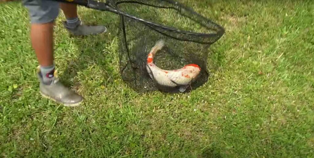 How to Catch Koi in a Pond