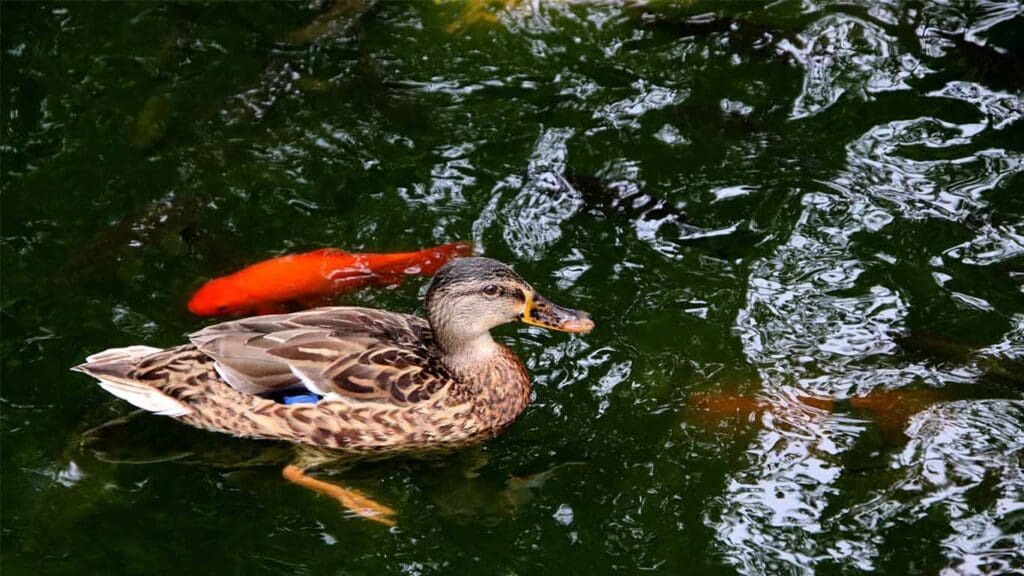 How to Protect Your Koi Pond from Predators