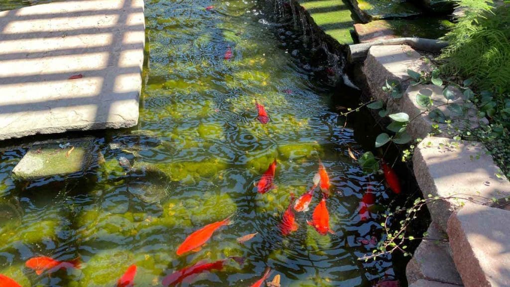 Can Koi Fish Survive in a Pond Without a Pump