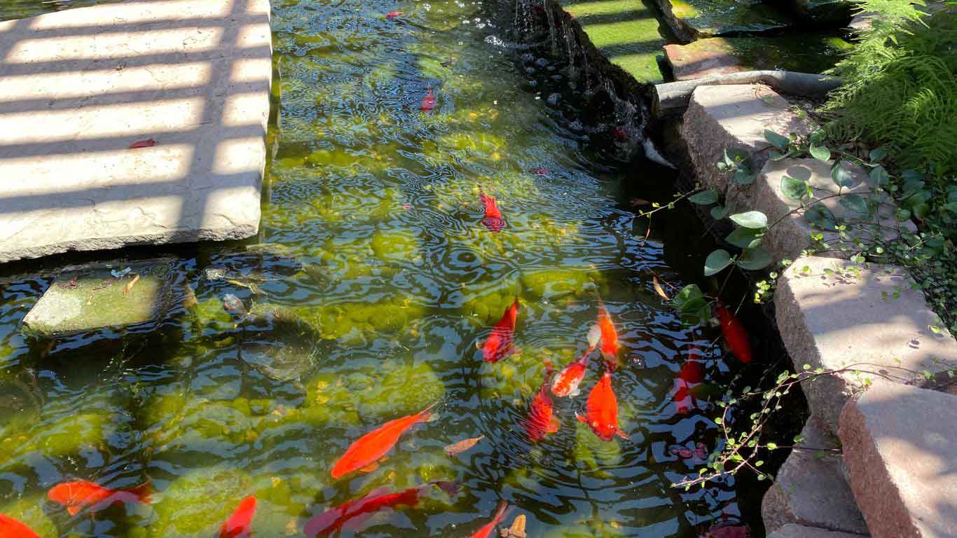 Can Koi Fish Survive In A Pond Without A Pump Exploring Natural Pond Can Koi Fish Survive In A Pond Without A Pump Exploring Natural Pond