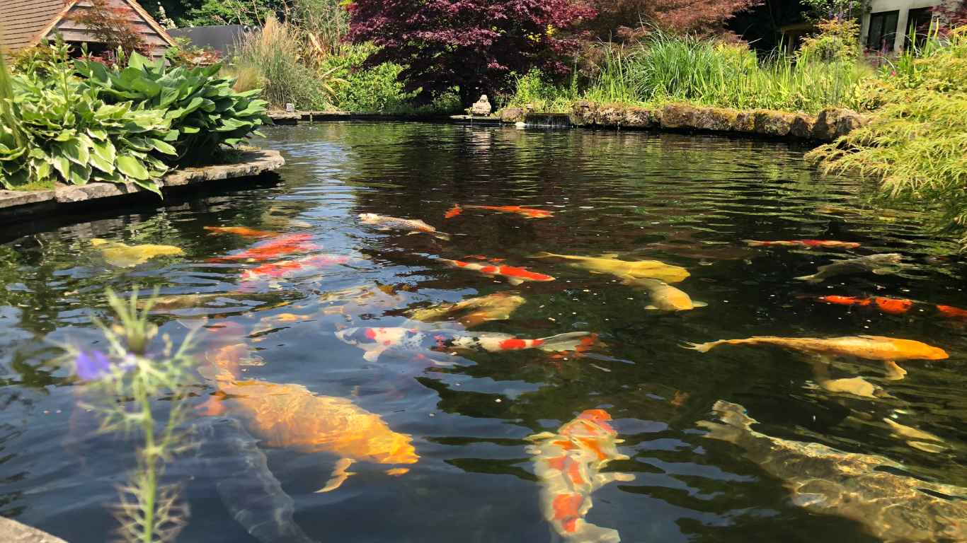 KOI FISH POND