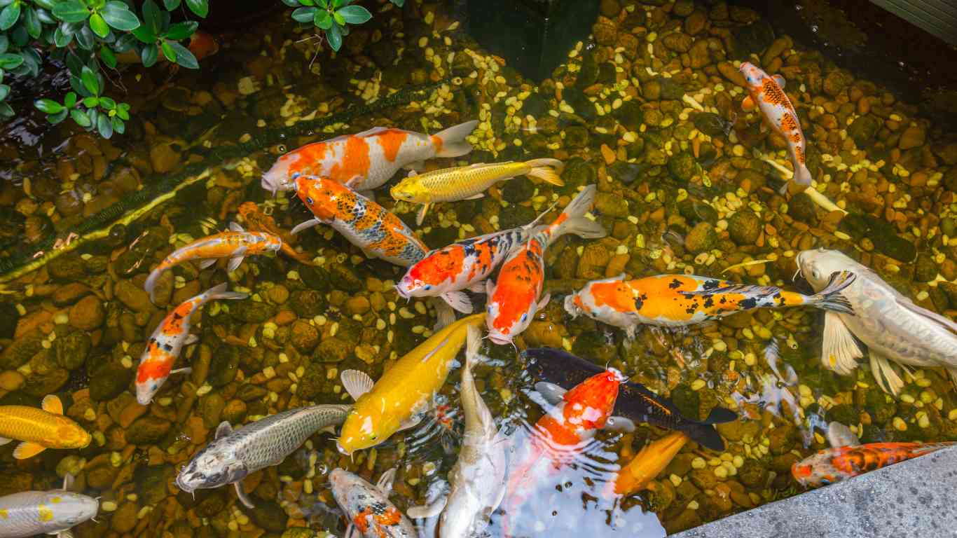 Gravel in koi pond