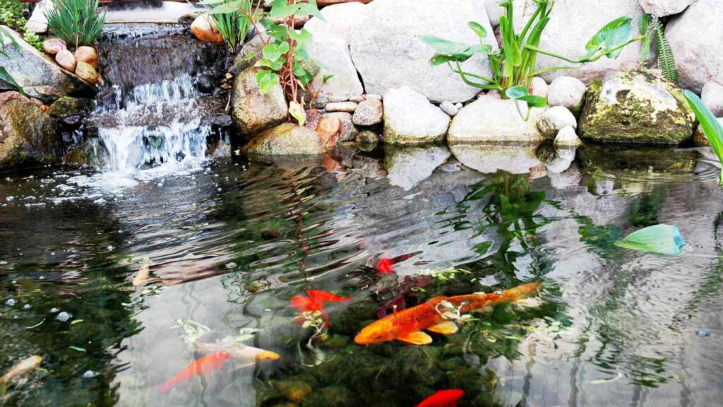 How to Filter a Koi Pond