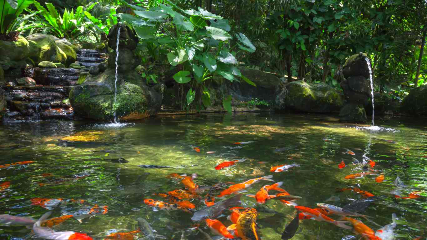 How to Filter a Koi Pond