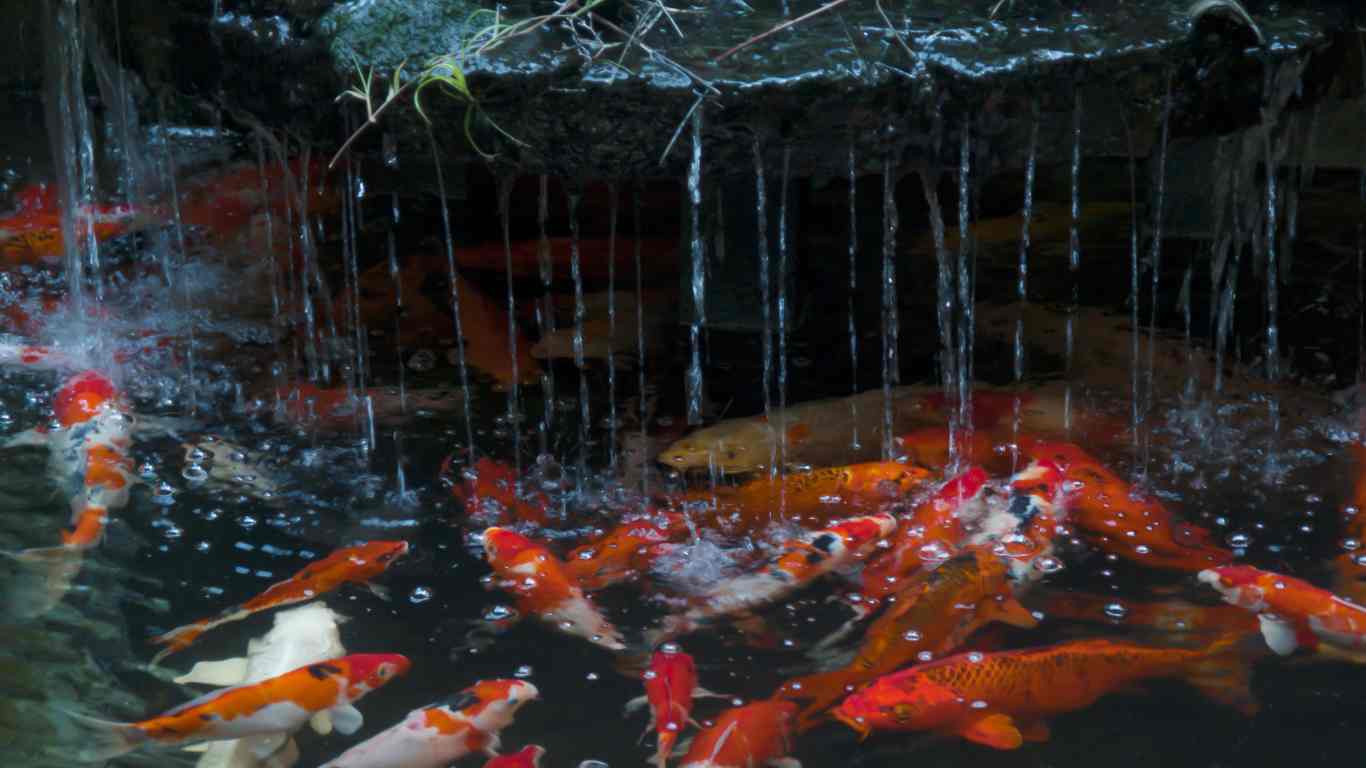 How to Filter a Koi Pond