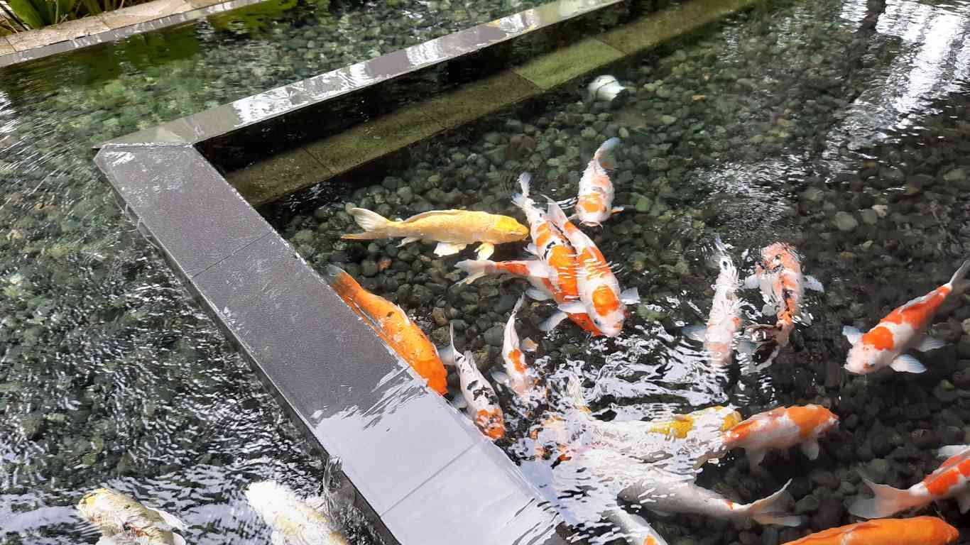 What Should the Nitrate Level be in a Koi Pond