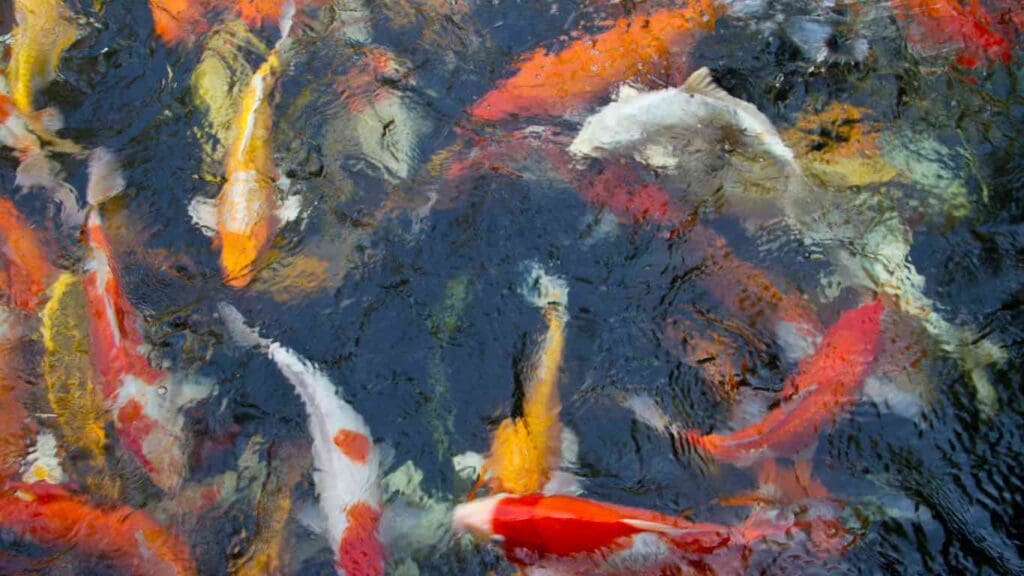 What Should the Nitrate Level be in a Koi Pond