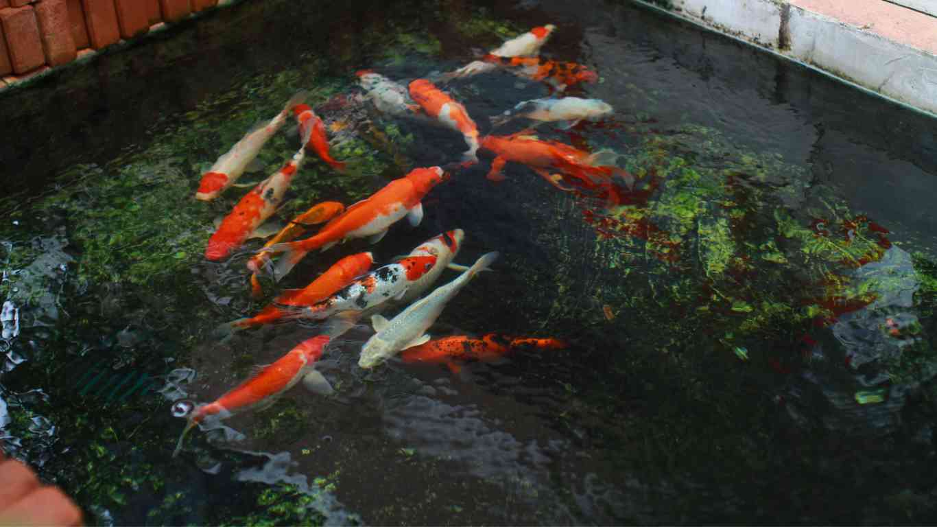 How to Build an Indoor Koi Pond