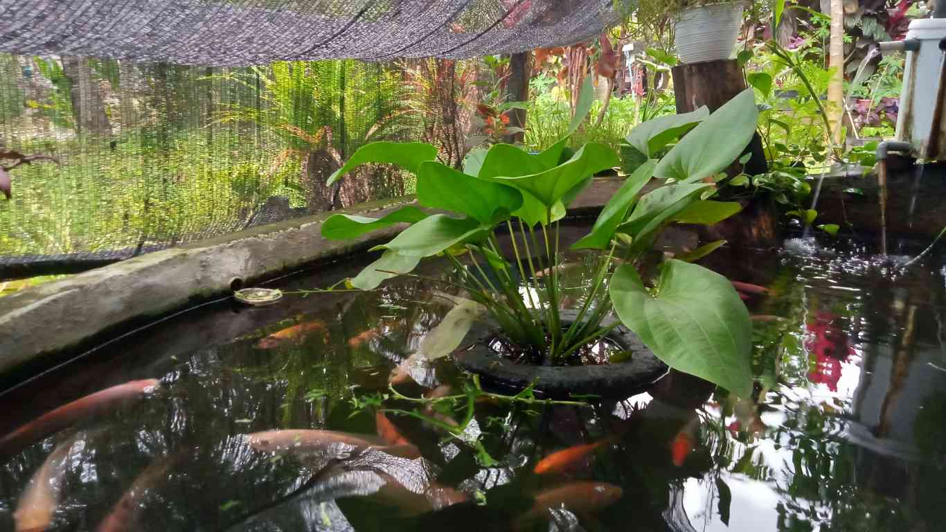 How to Build an Indoor Koi Pond