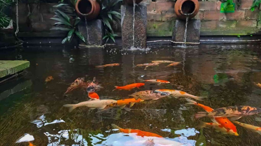 How to Build an Indoor Koi Pond