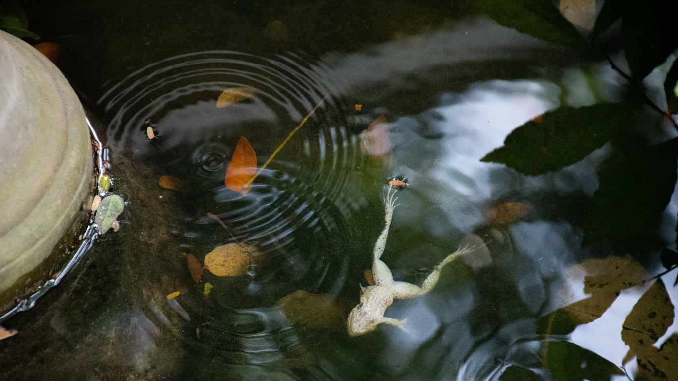 How to Cover Your Koi Pond in Winter