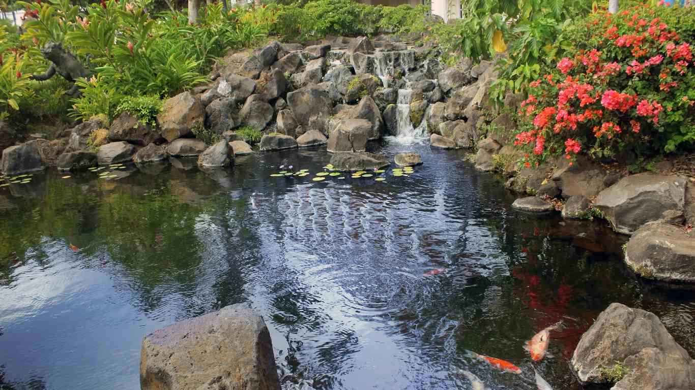 How to Build a Koi Pond with a Waterfall