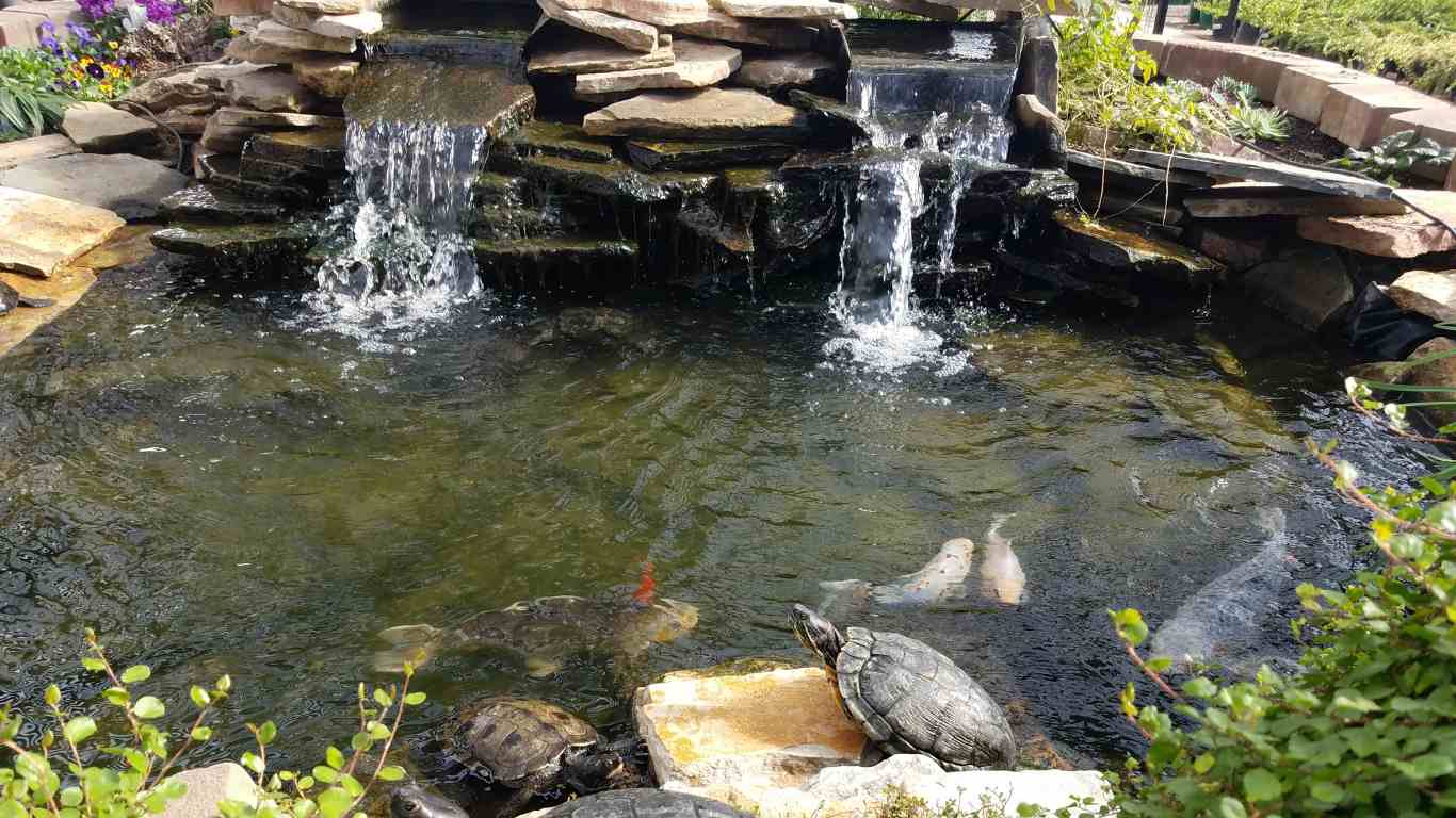 Koi pond