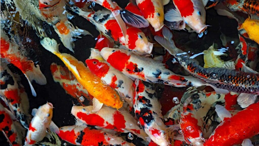 Where to Buy Koi Fish for Your Pond