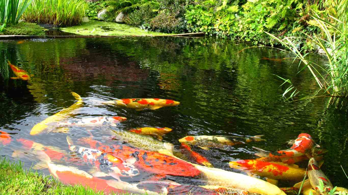 Can Koi Outgrow a Pond