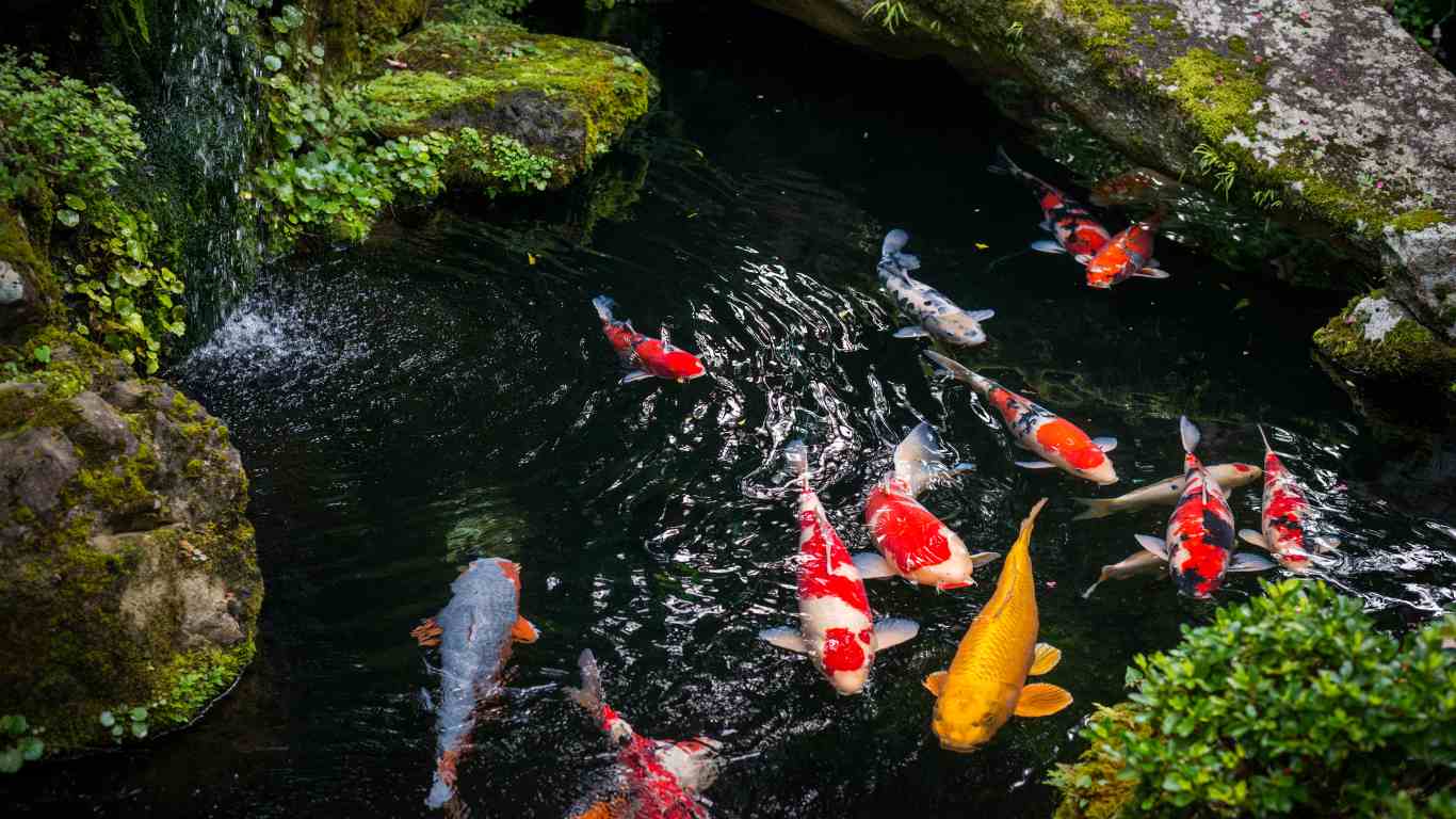 Can Koi Outgrow a Pond